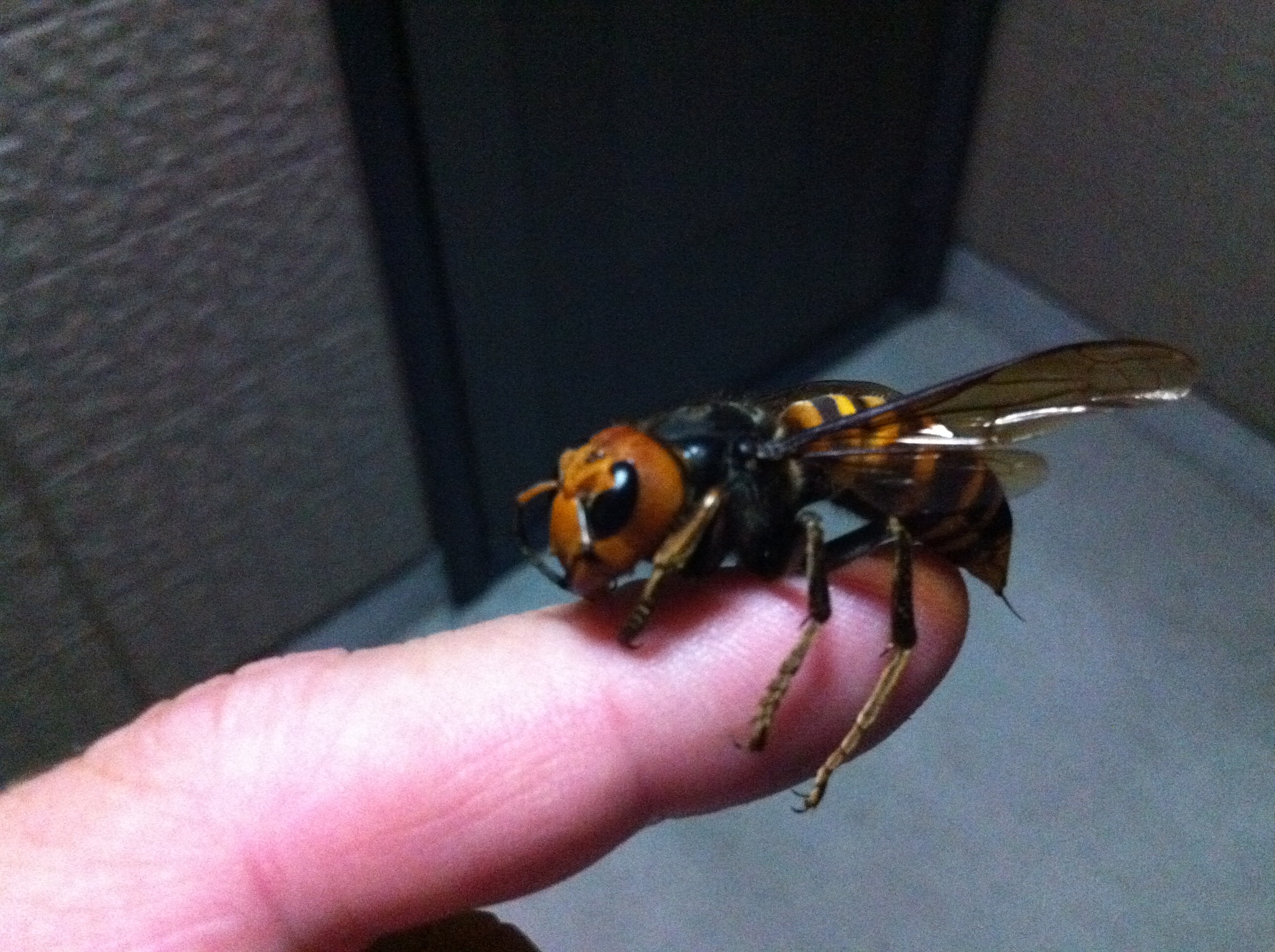giant japanese hornet
