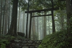 Walking in Japan softypapa torii image