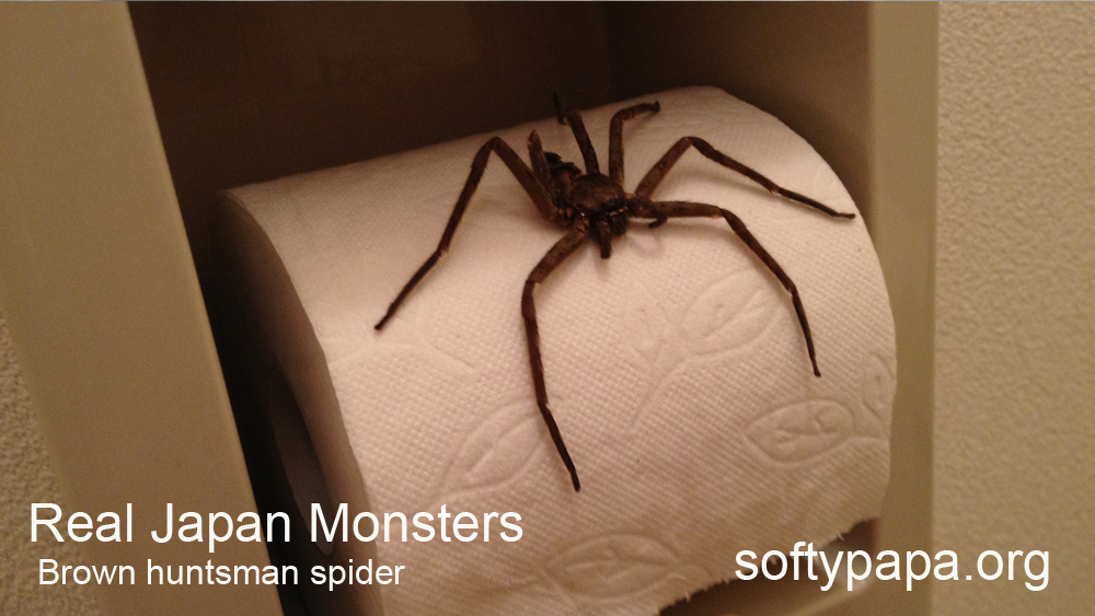 brown-huntsman-spider-real-japan-monsters-v03.jpg